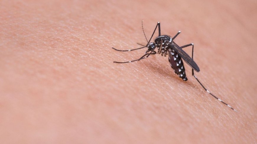 Dealing with the Rise of Mosquito-Borne Diseases in Europe