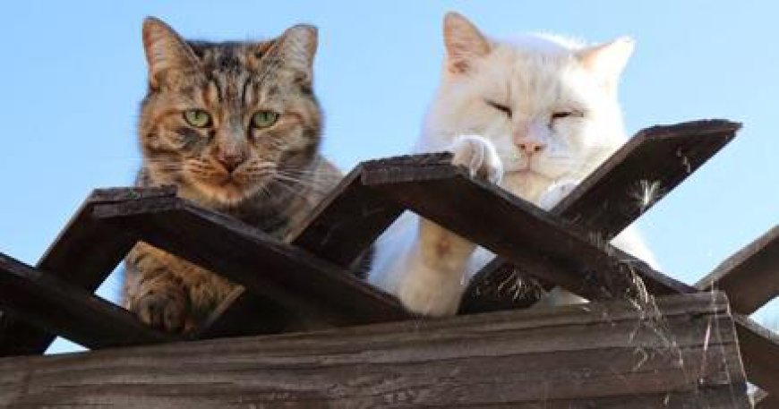 Tucson Woman's Viral Journey with Feral Cats