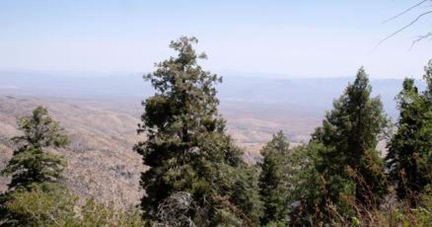 Beginner's Guide to Hiking on Mount Lemmon: Top Trails and Tips