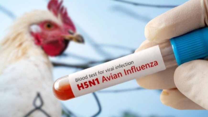 Cambodia Reports 12th H5N1 Bird Flu Case—Warning Signs You Shouldn't Ignore