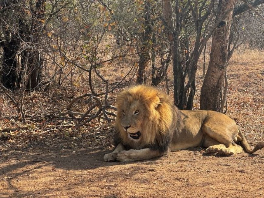 Punjab Cracks Down on Illegal Keeping of Big Cats