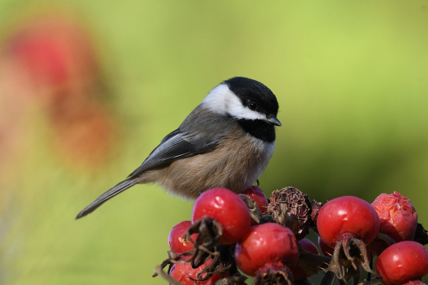 Chickadees Can Remember Places Just by Looking from a Distance