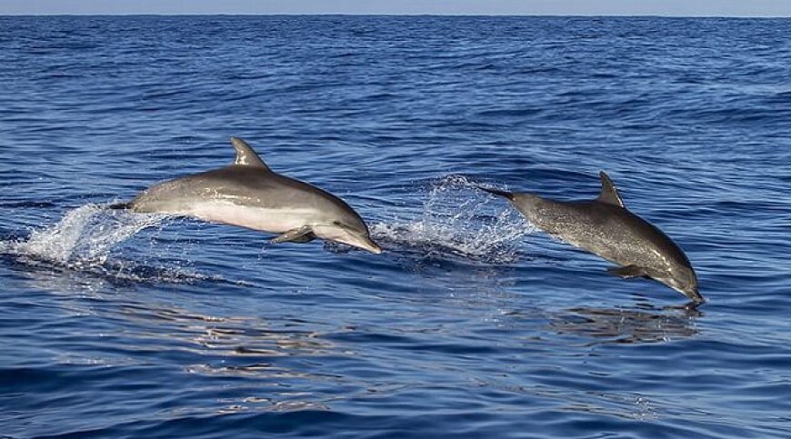 Dolphins and Orcas Reach Evolutionary 'Point of No Return'