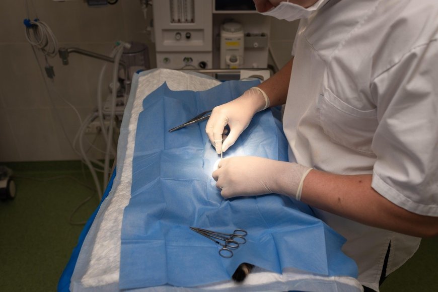 Veterinarians Stress Importance of Vaccination and Biosecurity After Hendra Virus Case