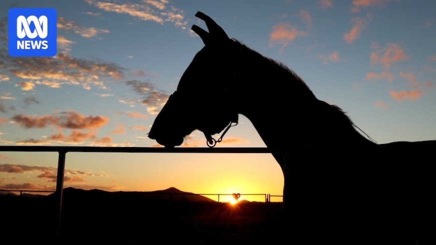 Unvaccinated horse succumbs to Hendra virus in Queensland's first case in three years