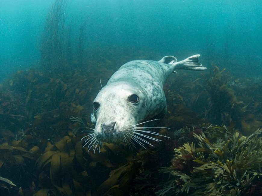 Grey Seals' Ability to Stay Underwater Without Drowning Surprises Researchers