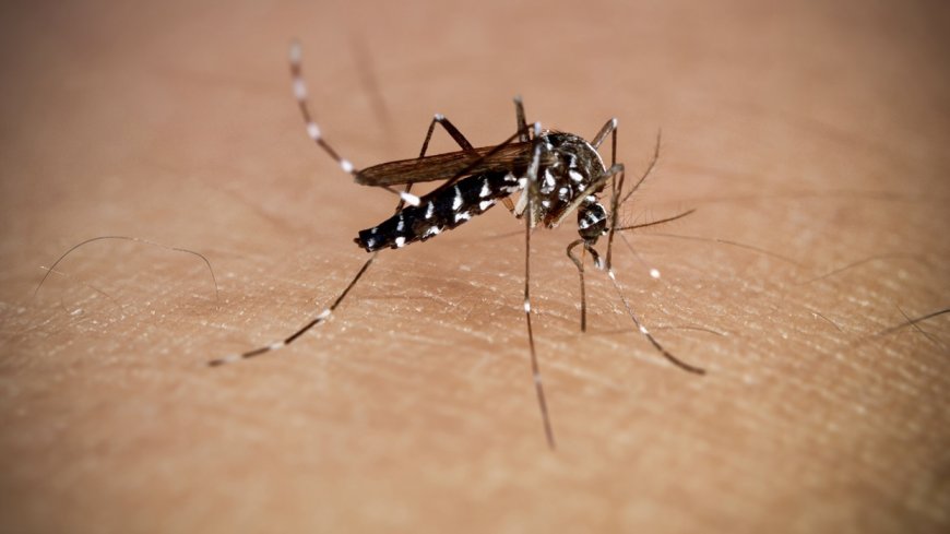 Andhra Pradesh to Use AI and Drones to Combat Mosquitoes