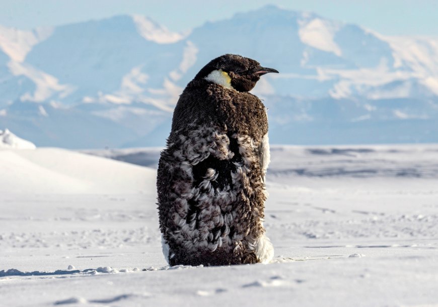 Antarctic sea ice changes impact global climate systems