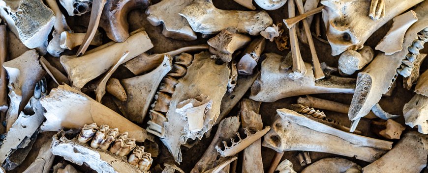 Ancient Neanderthals Had 'Fat Factory' for Food, Study Shows