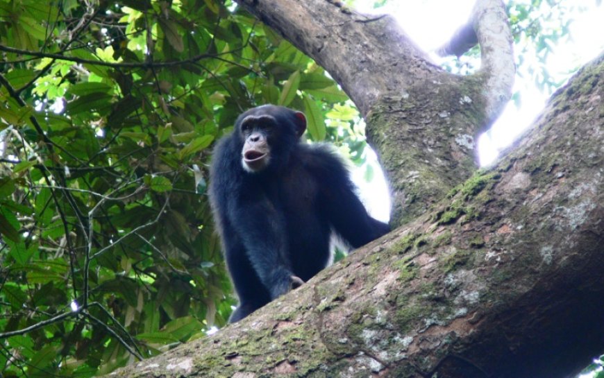 Chimpanzees Stay Healthy with COVID-like Safety Measures