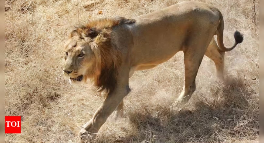 Pakistan cracks down on illegal lion ownership