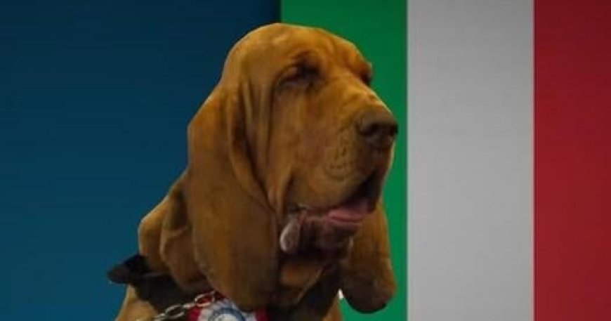 Police bloodhound Bruno killed by spiked food, sparking outrage in Italy