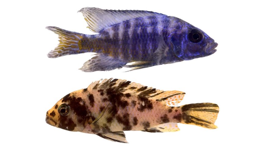 Study Finds Gut Length in Fish Species Influenced by 'Sexual Conflict'