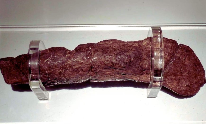 Discover the Largest Fossilized Viking Poop Ever Found - Uncovering Surprising Secrets