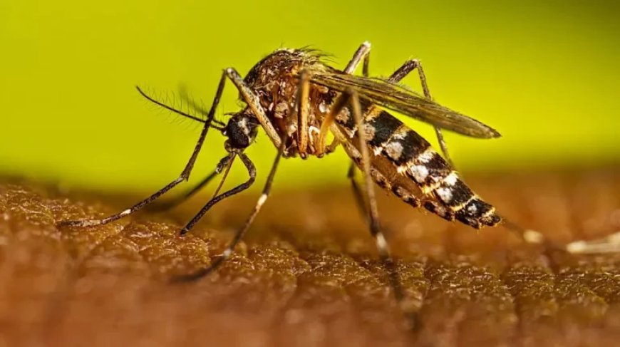 Three Arrested in G-10 for Allowing Dengue Mosquito Breeding