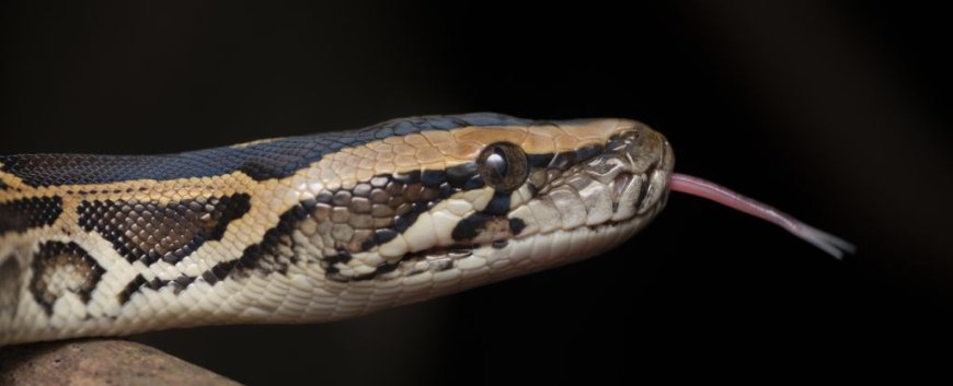 Scientists Discover New Cell in Pythons for Digesting Bones