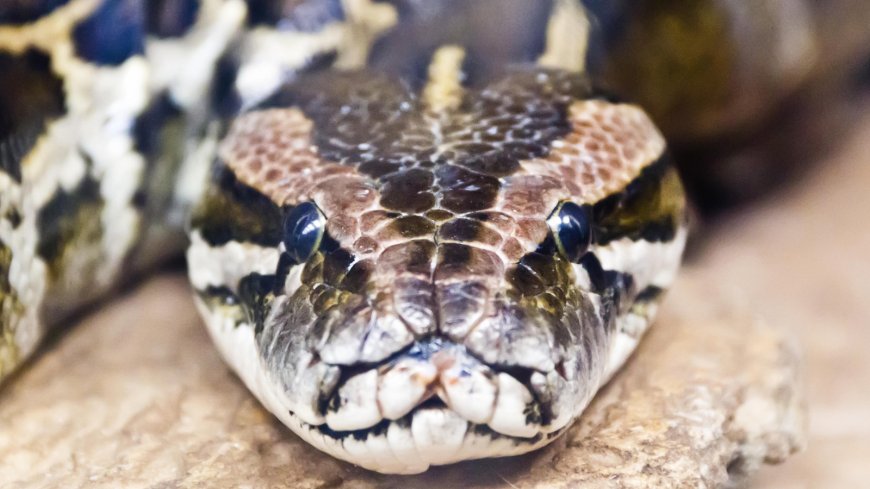 Scientists Find Burmese Pythons Have Unique Cells for Digesting Bones