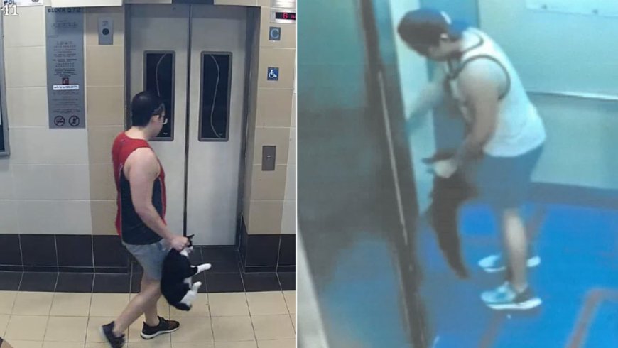 Man's jail term doubled for throwing cats from Ang Mo Kio HDB flats