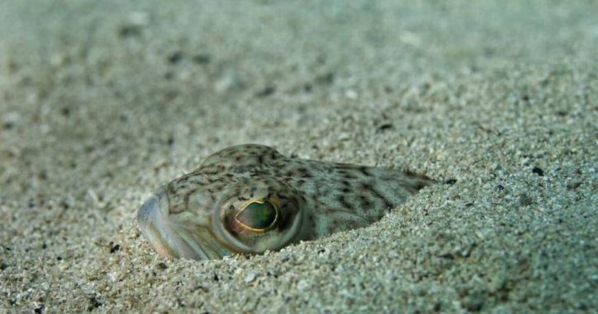 Warning for Beach-goers: Beware of Poisonous Weever Fish During Hot Weather