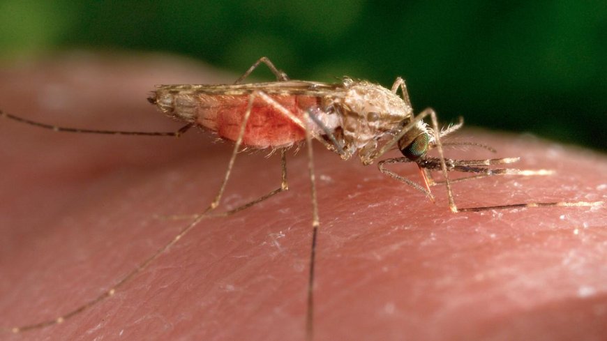 Swiss authority approves new antimalarial drug for infants
