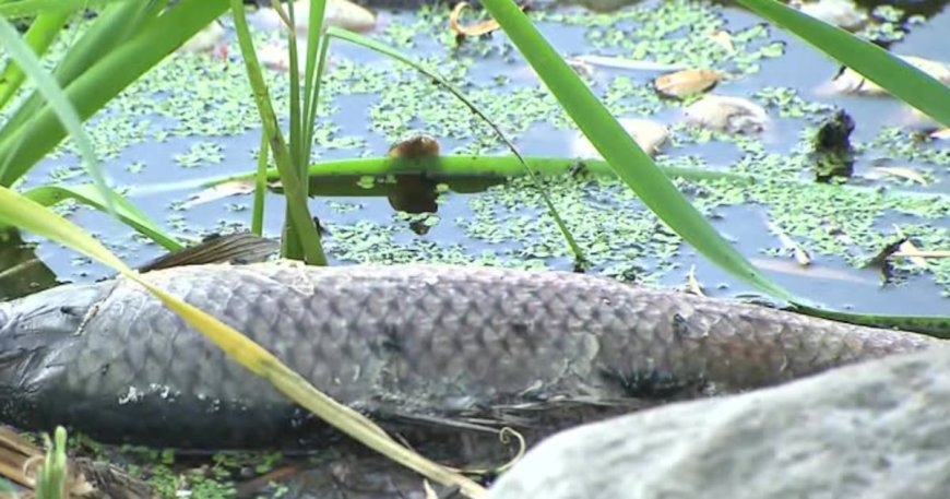 Investigation Launched After Dead Fish Found in Toronto Pond