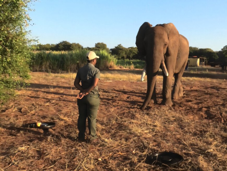 Study Reveals Elephants Use Gestures to Communicate Desires