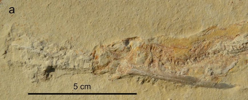 Jurassic Fish Choked to Death by Squid-Like Creatures, Fossils Reveal