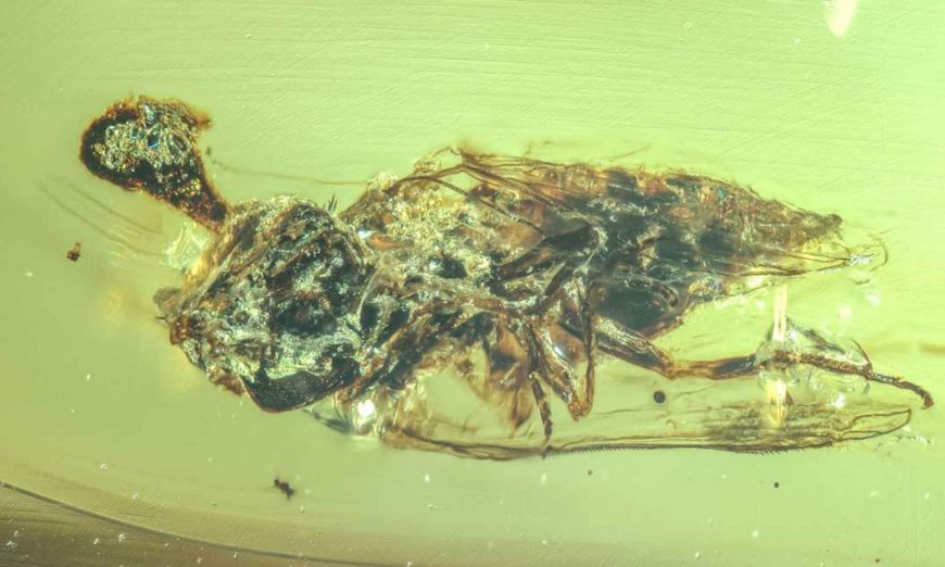 Ancient 'Zombie' Fungus Found in Amber After 100 Million Years