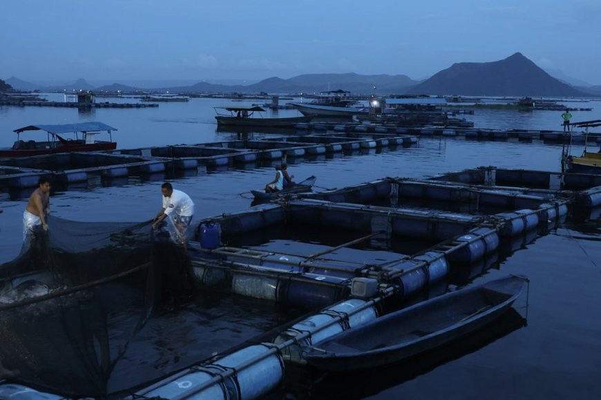 Tawilis Prices Hit Record Low at P100/kg Amid Taal Search