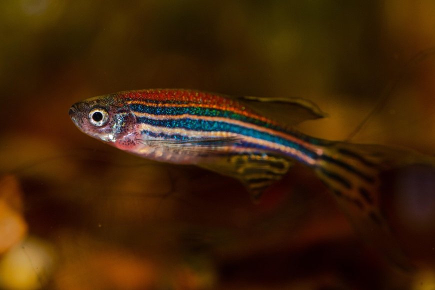 New Gene Functions in Zebrafish Shed Light on Hearing Loss Treatments