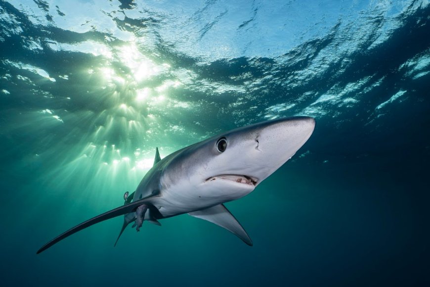 Blue Shark's Color-Changing Ability Revealed by Study