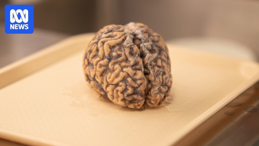Australian Scientists Discover First Physical Evidence of Blast Wave Injury in Veteran's Brain