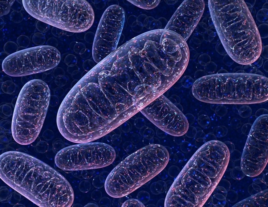 New Technique Reveals Mitochondrial Activity in Live Animals