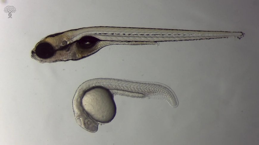 Zebrafish Research Offers Hope for Hearing Loss Regeneration