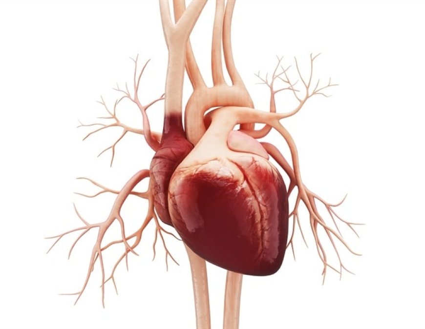 How Low Sodium Affects Heart's Electrical Signals: New Research Findings