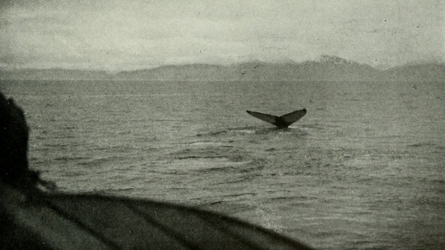 How Whaling Records Are Enhancing Sea Ice Estimation