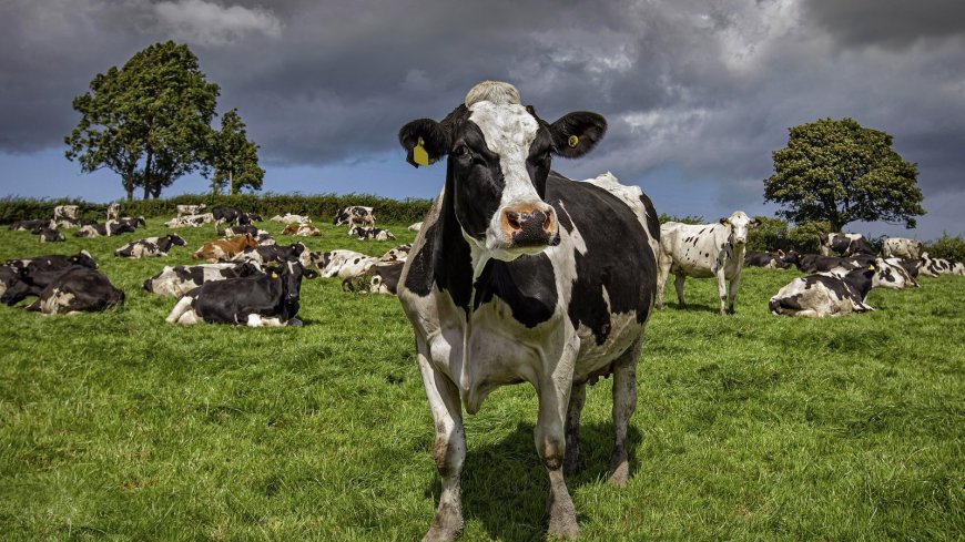 Proposed Changes to CAP: Impact on Irish Farmers Explained