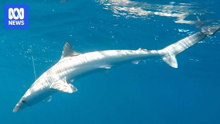 Rare Parasitic Worm Found on Shark in Central Queensland Beach