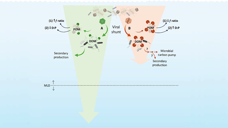 Study Reveals RNA Viruses Influence Carbon Recycling in the Ocean
