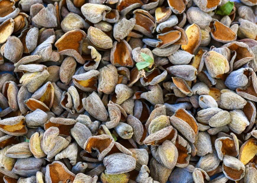 Scientists Create Eco-Friendly Sensors from Almond Shell Waste