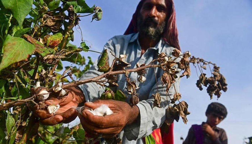 Pakistan and China Strengthen Agricultural Cooperation