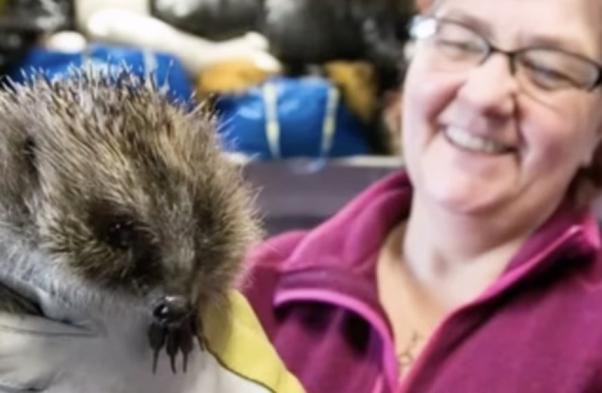 Discovering Ireland's Nature Heroes: Rewilding Efforts Making a Difference