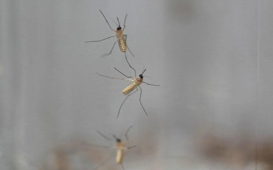 B.C. Health Officials Study Mosquitoes in Sea-to-Sky Region