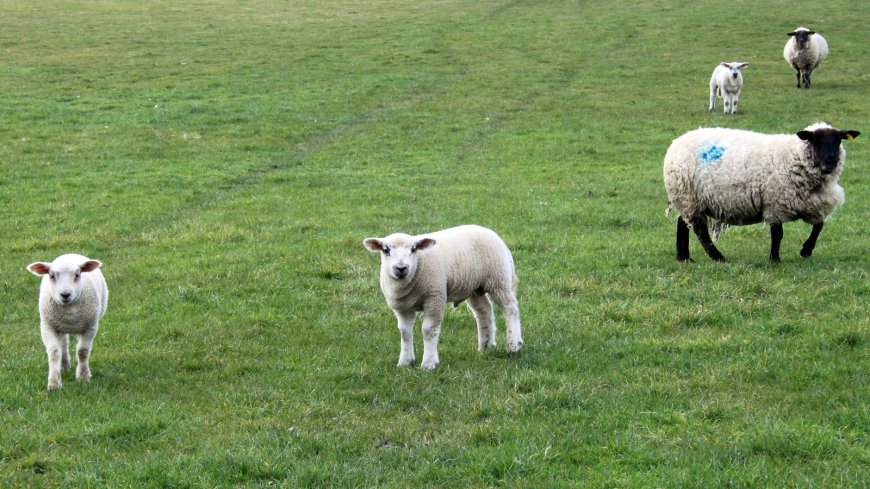 EU Plans to Revamp Farm Payments Spark Controversy