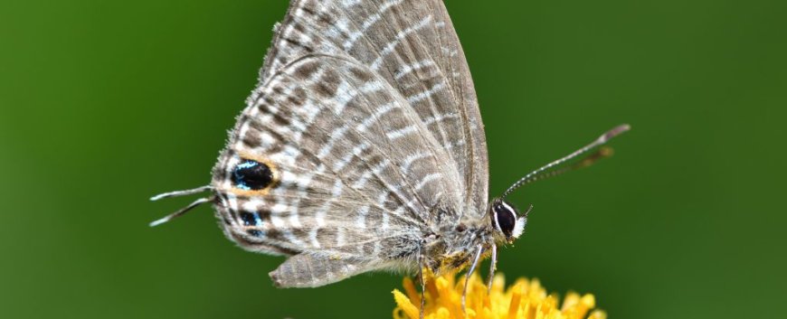 Butterflies' Deceptive 'Second Head' Evolution Explained