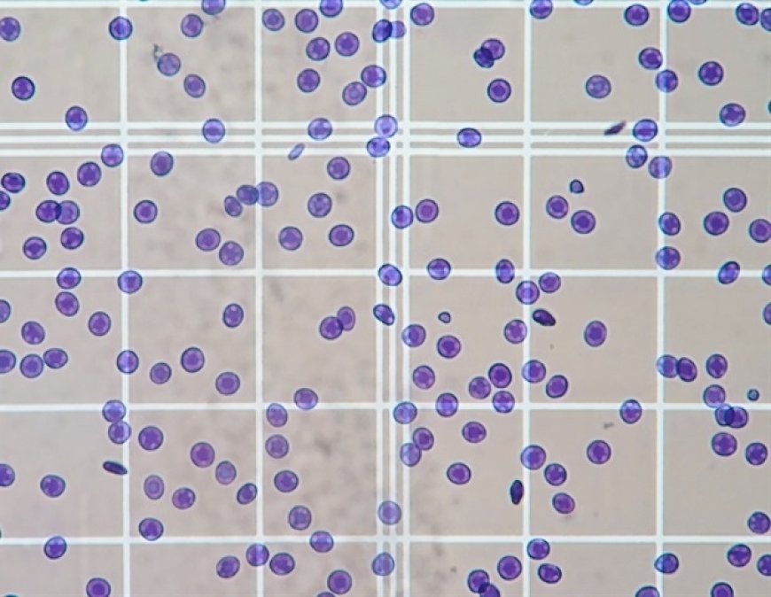 DeNovix Introduces Three New CellDrop FLxi Applications