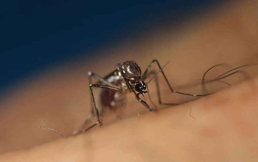 Dengue Deaths in Iloilo Reach 11: Health Officials Urge Early Consultation