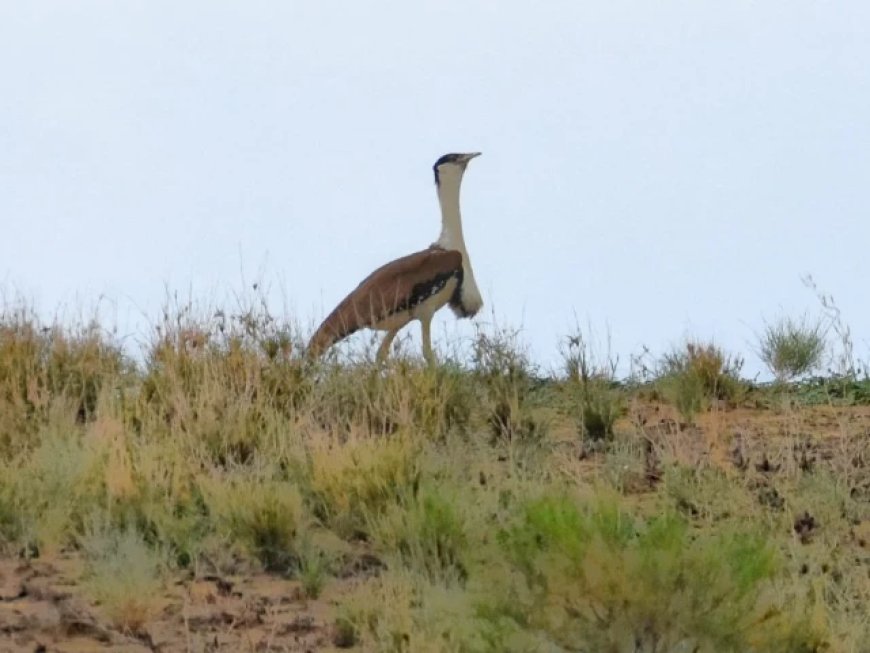 Great Indian Bustard Population Shows Recovery in Cholistan Desert