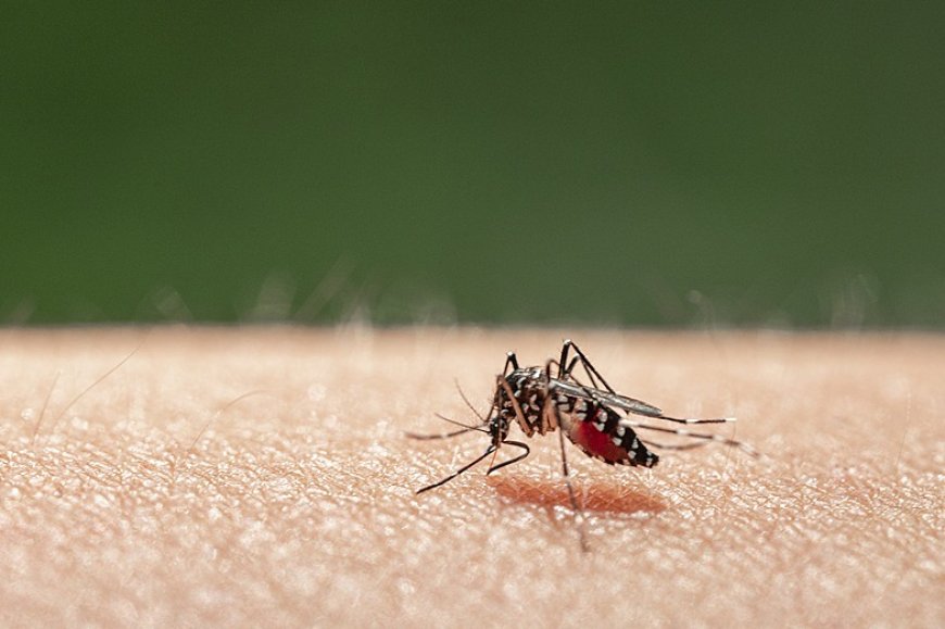 Beijing Issues Health Advisory for Chikungunya Fever Risk