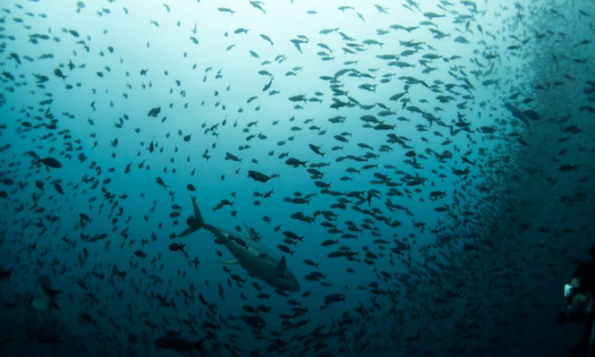 Pakistan Signs UN Agreement to Protect Marine Life Beyond Borders